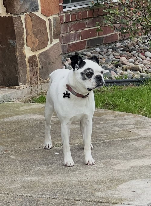 BANDIT - Boston Terrier available for adoption