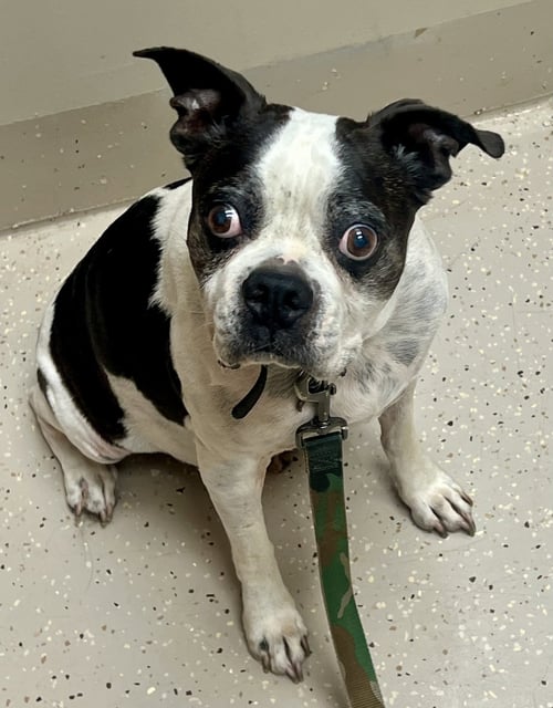 BANDIT - Boston Terrier available for adoption