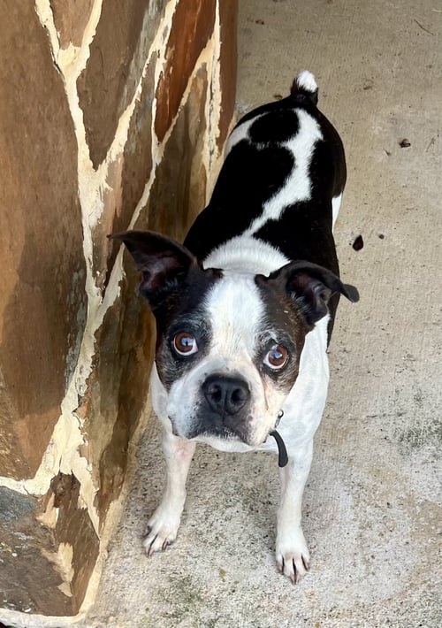 BANDIT - Boston Terrier for adoption in Plano