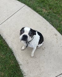 Bandit - Photo 3
