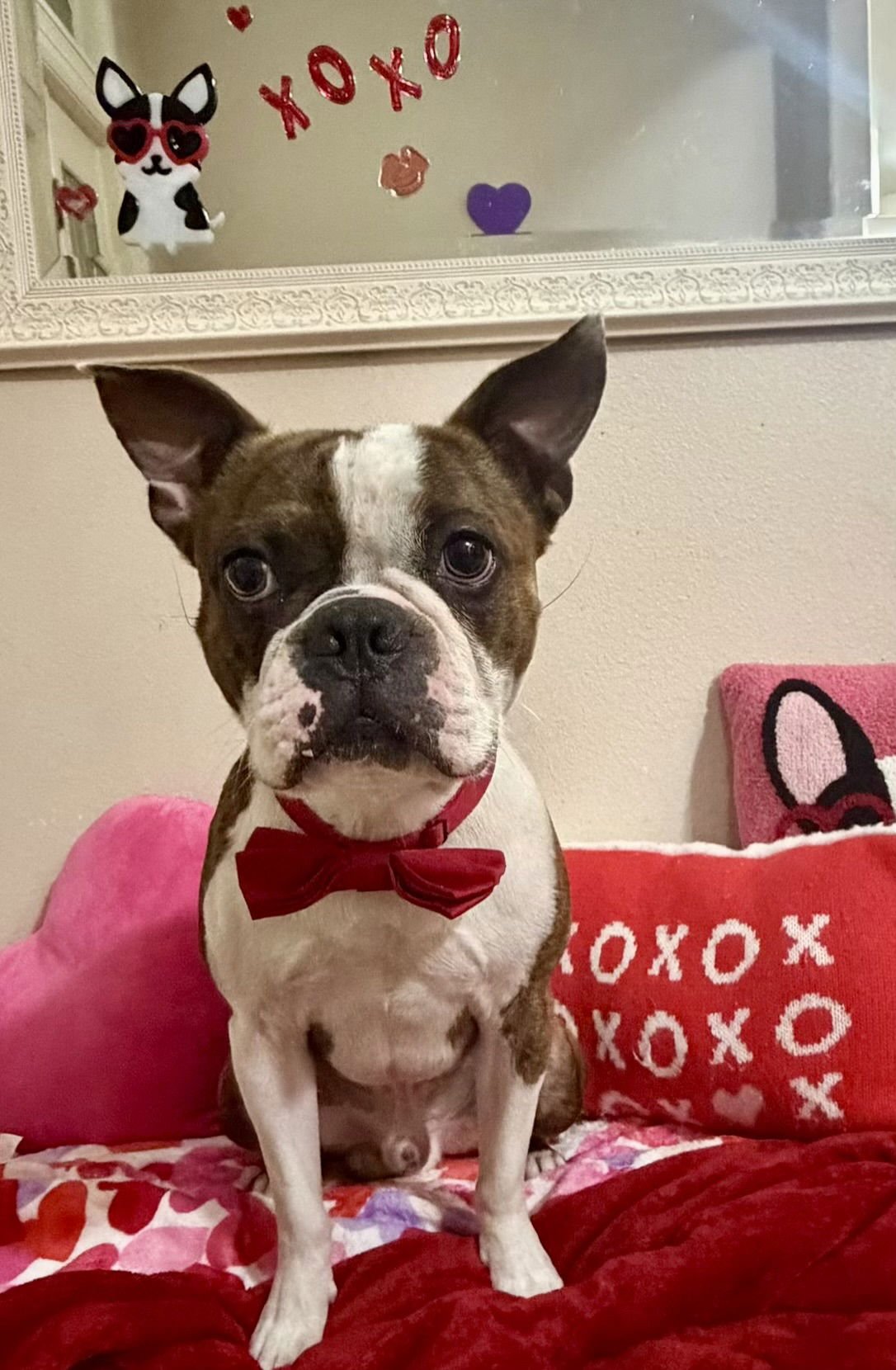 TRAVIS-ADOPTION PENDING