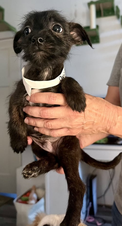 CHEWY - Boston Terrier available for adoption