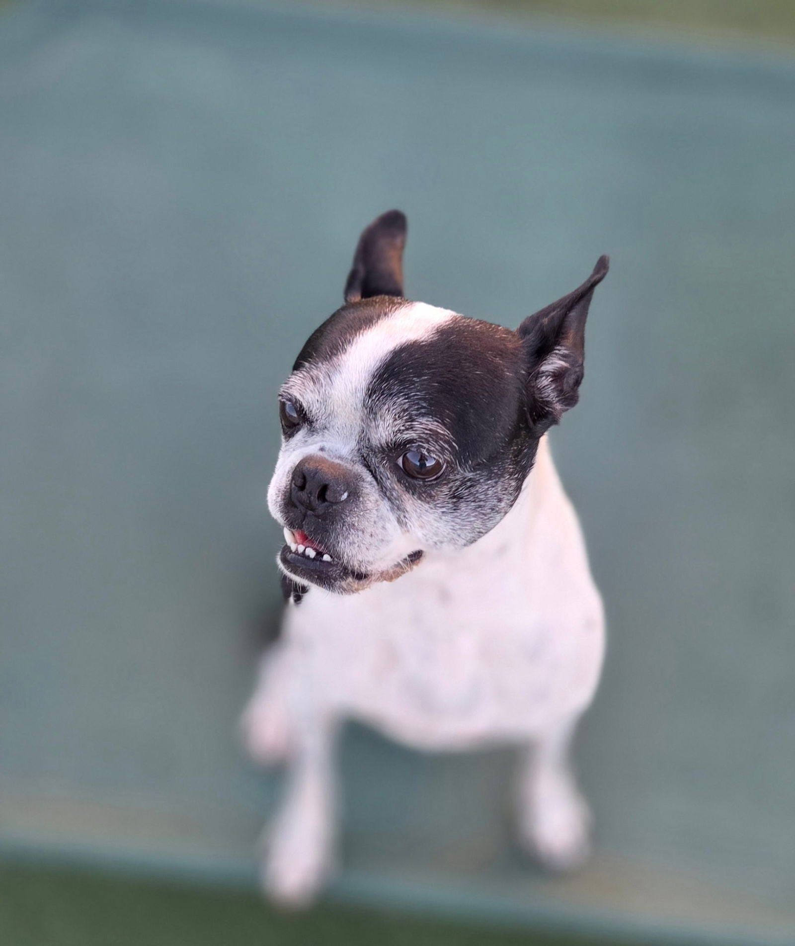 DEX - Boston Terrier available for adoption