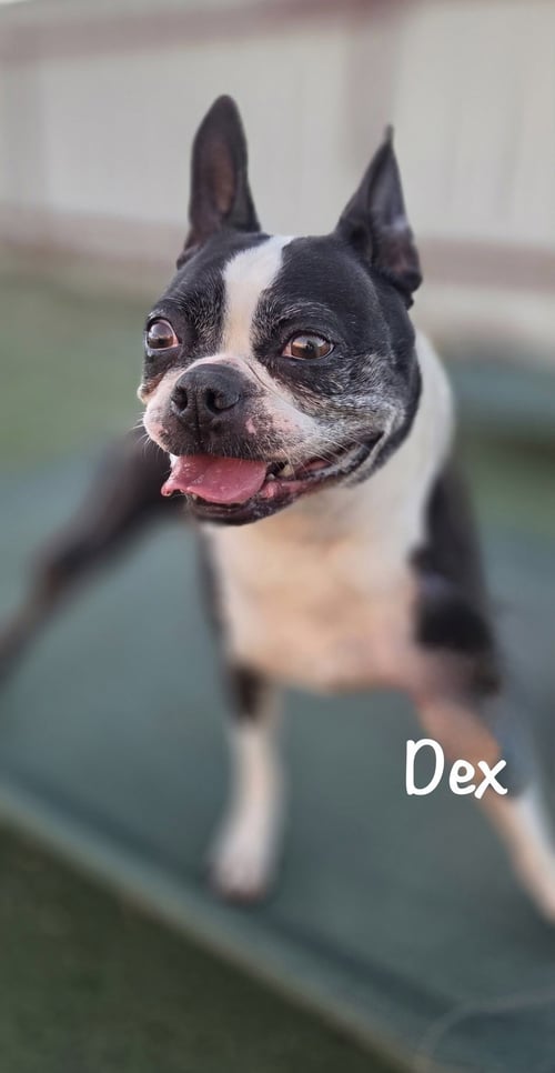 DEX - Boston Terrier available for adoption