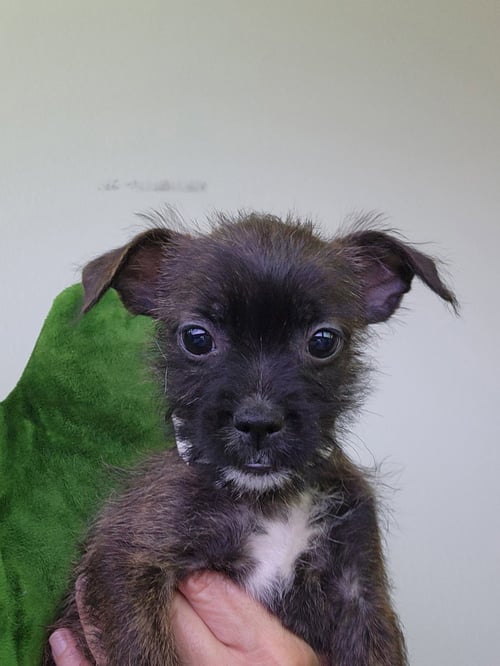 DOODLE - Boston Terrier for adoption in Plano