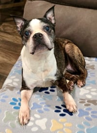 Lexi - Photo 2