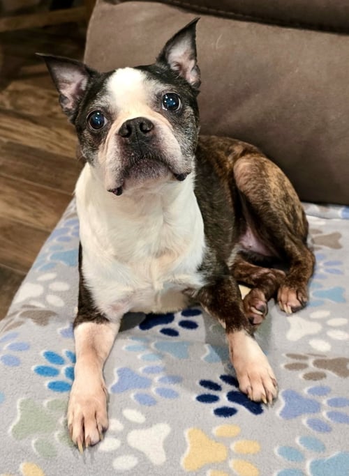 LEXI - Boston Terrier available for adoption