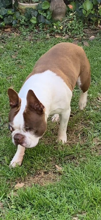 Bones - HOSPICE FOSTER Image