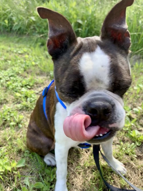 COREY - Boston Terrier for adoption in Plano
