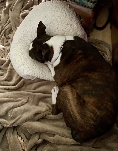 COREY - Boston Terrier available for adoption
