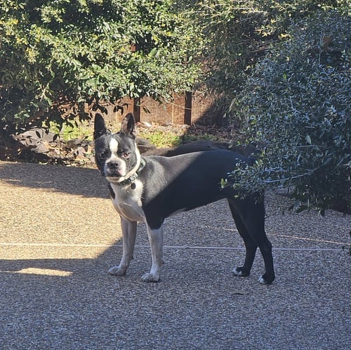 LUNA - Boston Terrier available for adoption