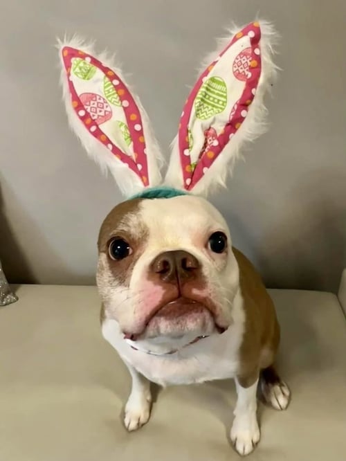 TJ - Boston Terrier for adoption in Plano