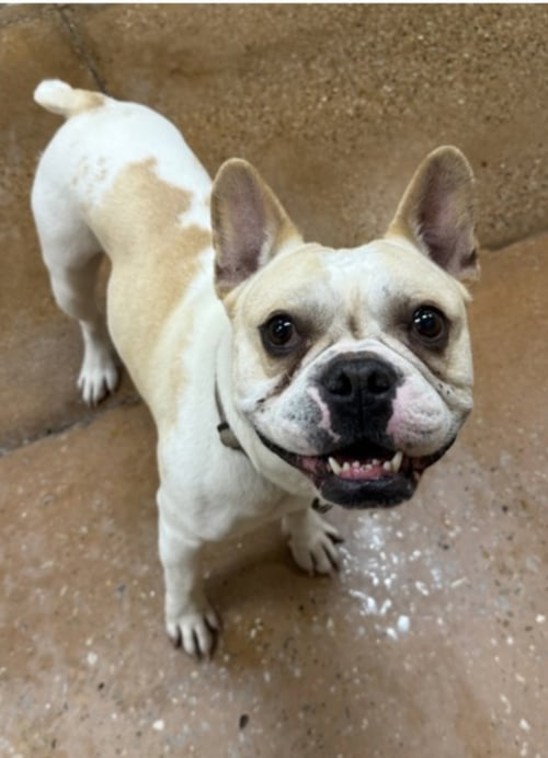 MOTO - French Bulldog for adoption in Plano