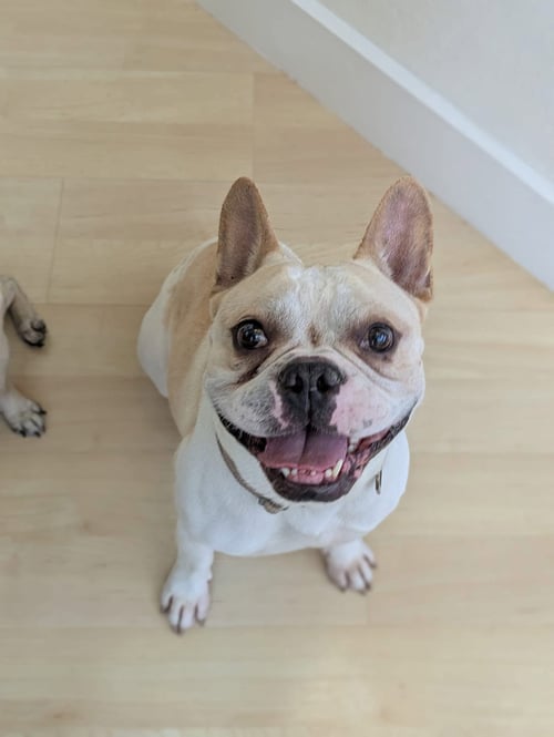 MOTO - French Bulldog available for adoption