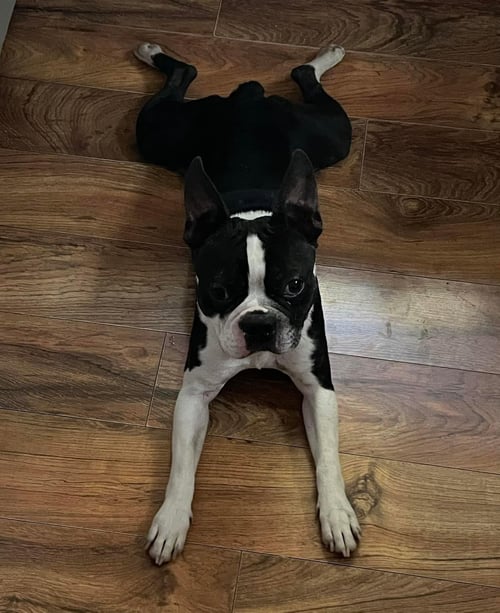 BOSS - Boston Terrier for adoption in Allen