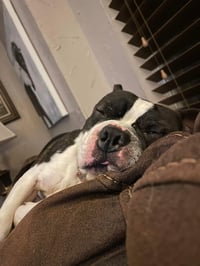 Boss - Photo 2