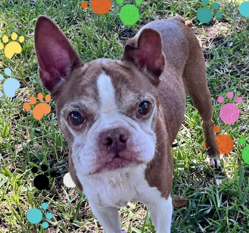 MURPHY - HOSPICE FOSTER - Boston Terrier available for adoption