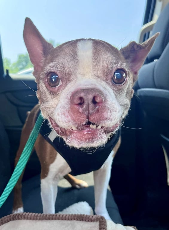 Murphy - HOSPICE FOSTER Image