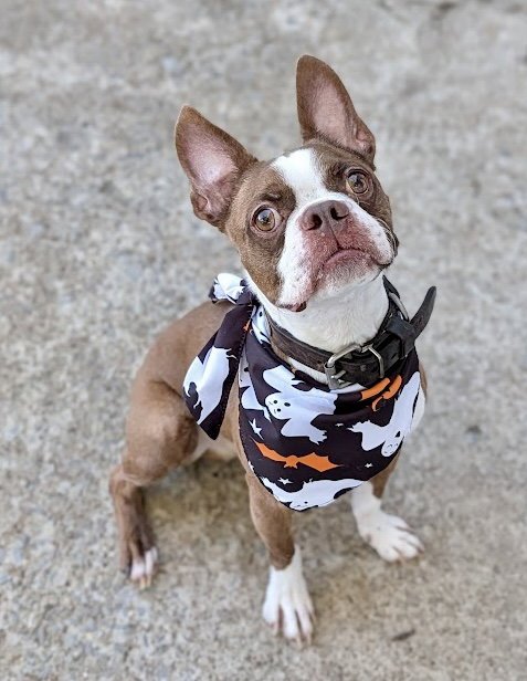MICKEY - IN TRAINING - Boston Terrier for adoption in Plano