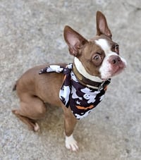 Mickey - IN TRAINING - Photo 3