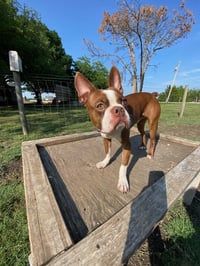 Mickey - IN TRAINING - Photo 10