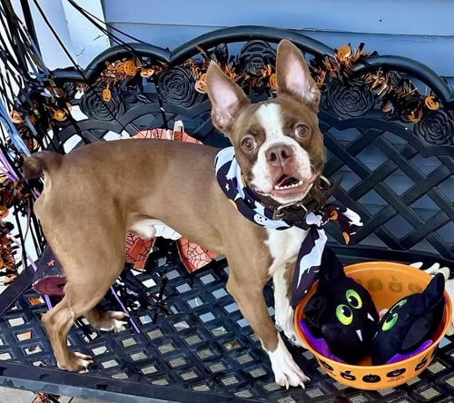MICKEY - IN TRAINING - Boston Terrier available for adoption