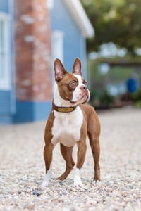 Mickey - IN TRAINING - Photo 6