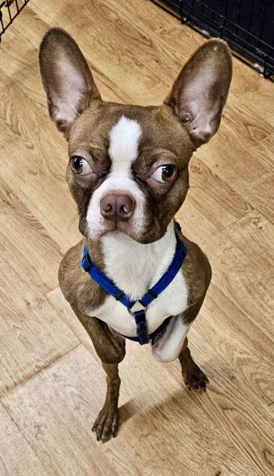 HUNKY - Boston Terrier available for adoption