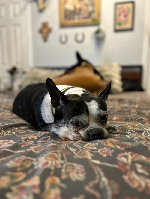 GATSBY - Boston Terrier available for adoption