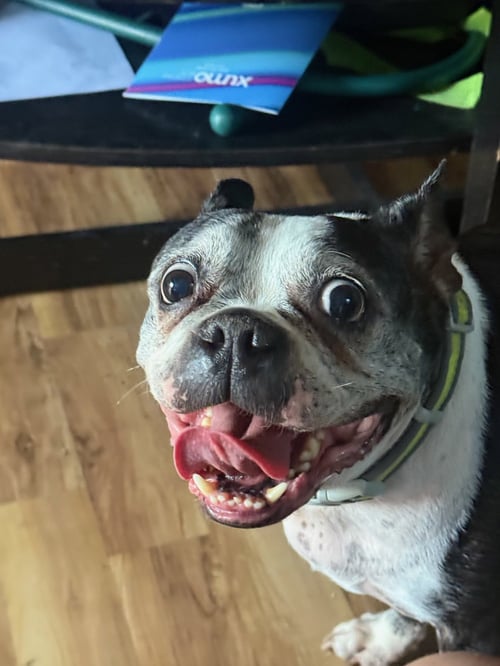 GATSBY - Boston Terrier for adoption in Plano