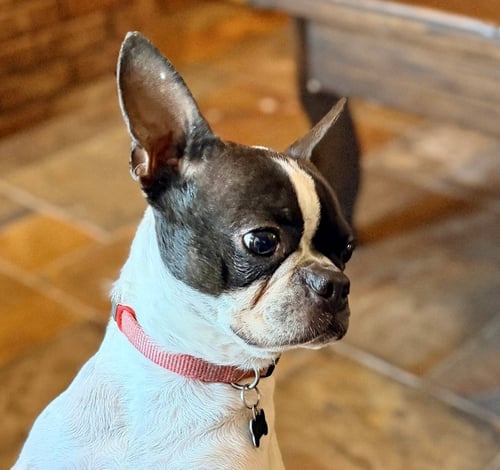 DAKOTA (MAY NEED TO UPDATE BIO) - Boston Terrier available for adoption