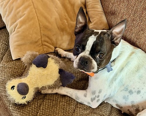 DAKOTA (MAY NEED TO UPDATE BIO) - Boston Terrier available for adoption