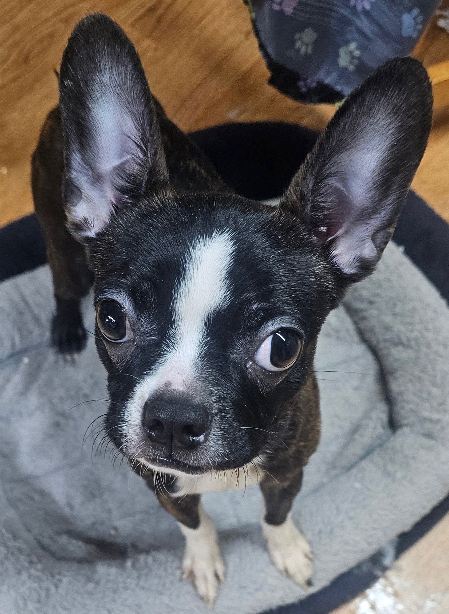 LISIE-BONDED WITH LOUIE AVAIL LATE FEB - Boston Terrier available for adoption