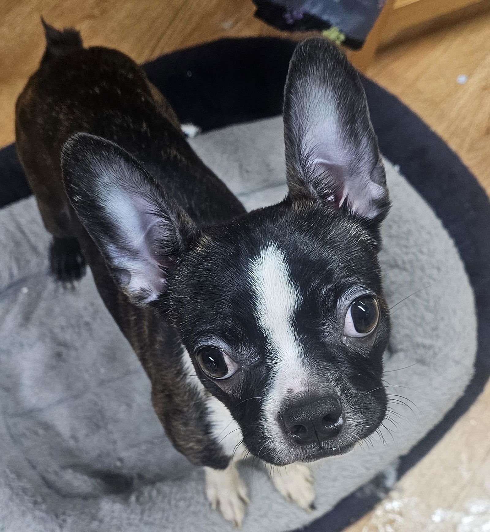 LISIE-BONDED WITH LOUIE AVAIL LATE FEB - Boston Terrier available for adoption