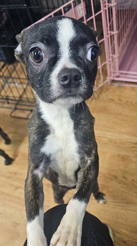 Lisie-Bonded with Louie avail late Feb - Photo 3