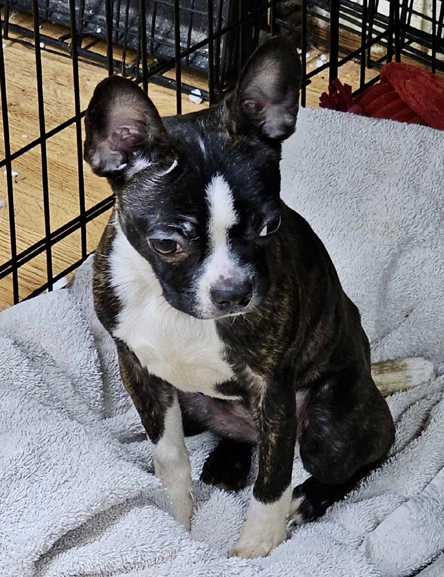 Lisie-Bonded with Louie avail late Feb - Photo 4