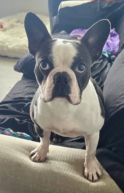 Canelo-adoption pending Image