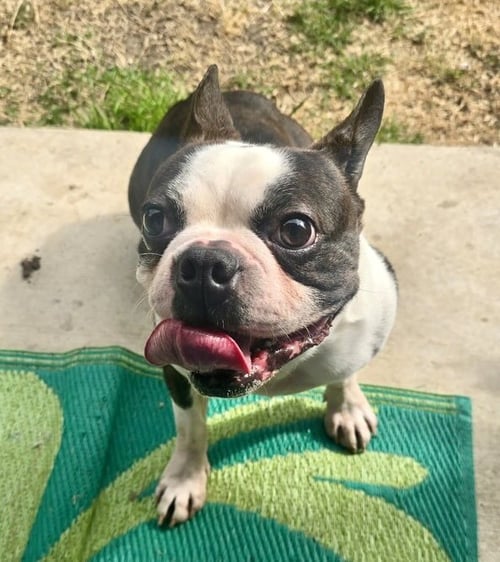 CANELO-ADOPTION PENDING - Boston Terrier available for adoption