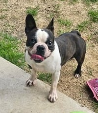 Canelo-adoption pending - Photo 3