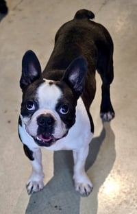 Canelo-adoption pending - Photo 4