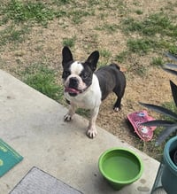 Canelo-adoption pending - Photo 5