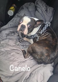 Canelo-adoption pending - Photo 6