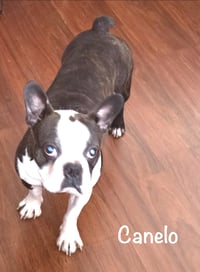 Canelo-adoption pending - Photo 7
