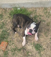 Canelo-adoption pending - Photo 8