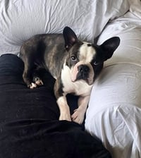 Canelo-adoption pending - Photo 9