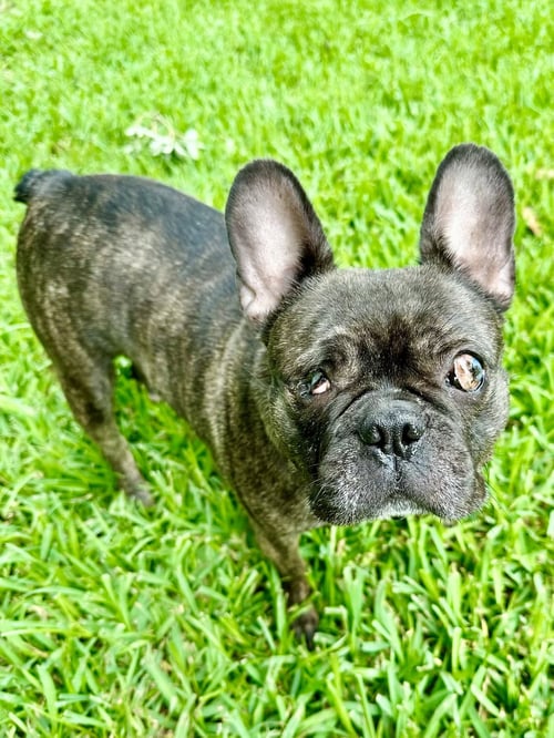 BELLE - French Bulldog for adoption in Plano