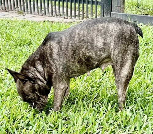 BELLE - French Bulldog available for adoption