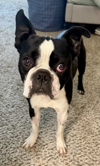 Fenway-adoption pending - Photo 1