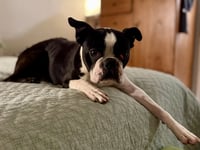 Fenway-adoption pending - Photo 2
