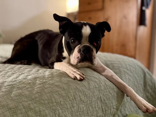 FENWAY-ADOPTION PENDING - Boston Terrier available for adoption